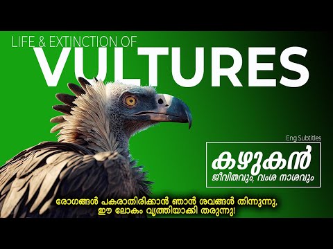 Life & Extinction of VULTURES  l  'കഴുകൻ' ജീവിതവും, വംശ നാശവും l എന്നെ അറിയൂ !