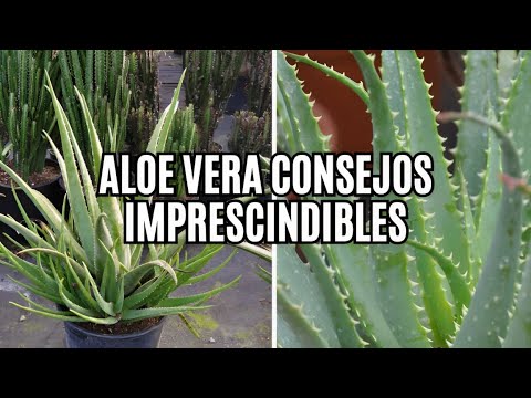 7 Consejos para el Cuidado de las Plantas de Aloe Vera que Necesitas Saber