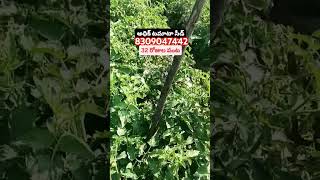 Bayer Seminis Tomato ADHIK 🍅🍅32 days crop 8309047442