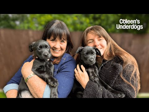 Coleen’s Underdogs: Rescue Puppy Love