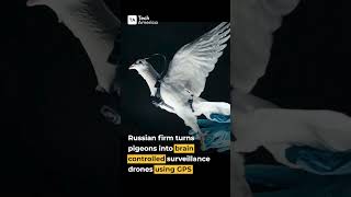 Pigeons Turned Into GPS Surveillance Platforms?