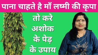 पाना चाहते है माँ लष्मी की कृपा तो करे अशोक के पेड़ के उपाय - मनोकामना पूर्ति और विवाह के अचूक उपाय