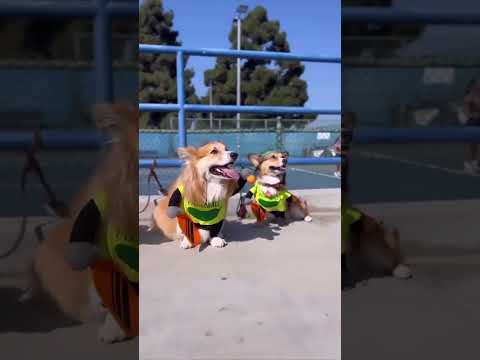 Dogs playing pickleball!