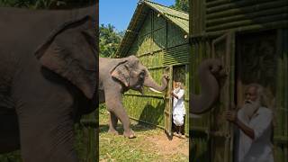 I Built a Secret Green Bamboo House 🏡🌿 | Crazy Elephant Attack Twist 😱🔥 #shorts