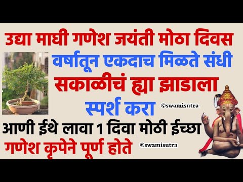 माघी गणेश जयंती उद्या सकाळीचं करा ह्या झाडाला स्पर्श | ganesh jayanti 2025 | #swamisamarth