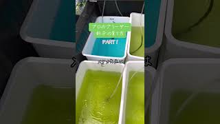 プロのブリーダー針子の育て方　根来めだか編PART1