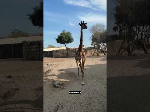 #dubailife #animals #trending #trend #travelvlog #animallover #natural #tamil #tamilvlog #love #uae