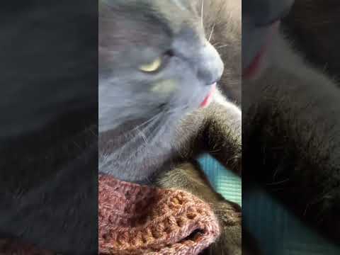 silly cat DONT LIKE HAT