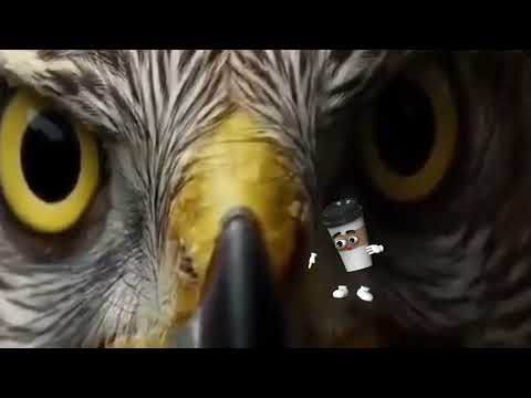 بي كب مع الصقر (B cup with the falcon)