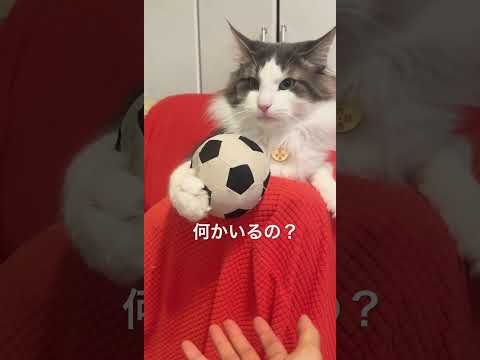 何かを見つけるリキ #ノルウェージャンフォレストキャット #猫のいる暮らし