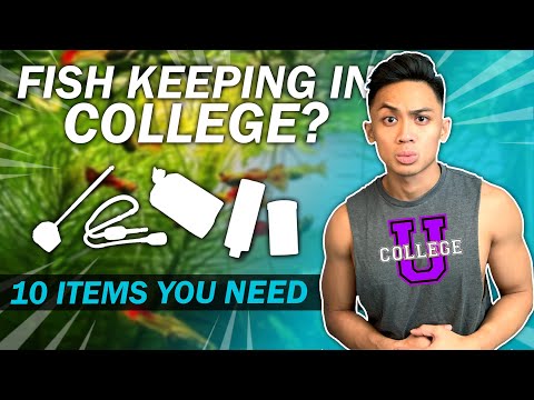 10 ITEMS TO BUY for Keeping Fish in College! | Complete Guide to Aquariums in Dorms | Part 1