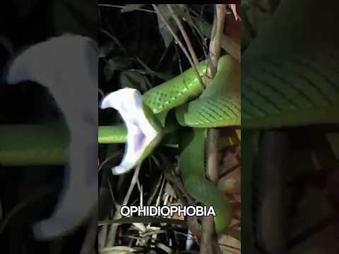 Joe Rogan Snake and Spider Phobia Are Crazy