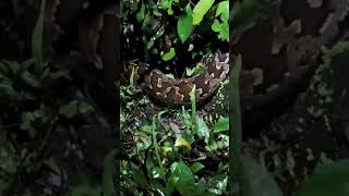 පිඹුරා #Indian Rock Python #pythonidea family #srilanka #sinharaja #shortvideo #trending #viralvideo