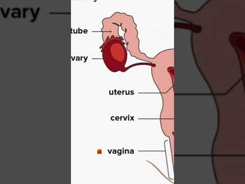 CRORE SPERM मे एक ही बच्चा क्यो बन पाता है | HOW WOMEN GET PREGNANT 🤰 #pregnancy