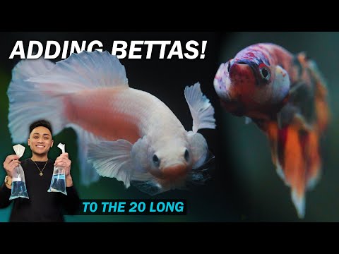 Unboxing and adding betta fish to the 20 gallon long! Finally! (fish room vlog)