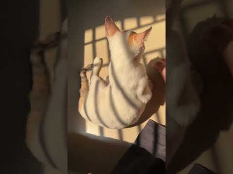 #catcare #cat #pets #sunkissed #catlover #biral #animallover #viralvideo #cathealth #petlovers