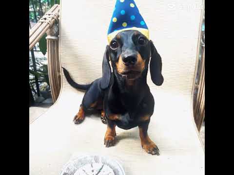 cute dachsund edit ❤️ #dachsund #cutedachshund #dachshundedit #shorts #dog