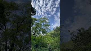 Beautiful place in Rishikesh #inrishikesh #rainforest #youtubeshorts #ytshorts #vibes