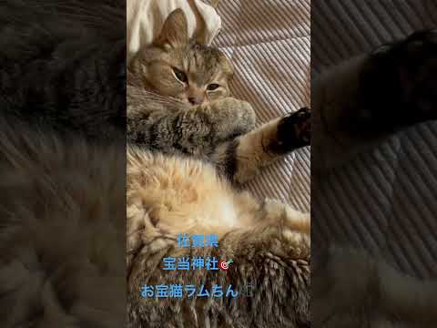 宝くじが当たる縁起猫𓏲𓎨