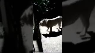 Lion in the city