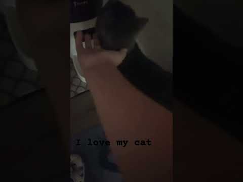 I love my cat🥰 #shorts #viral #trending