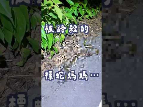 成為輪下亡魂的一家子😭 #生態 #snake #台灣生態 #標蛇 #衝山蛇 #山林 #路殺 #生態紀錄 #自然 #馬路 #動物 #animals #mountain #forest
