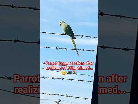 Funny reaction #parrot #tamil #comedy #shorts #manam