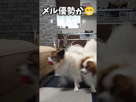 ボール遊びが競争🤣