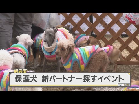 保護犬守る活動　新たなパートナー探すイベント　横浜市西区