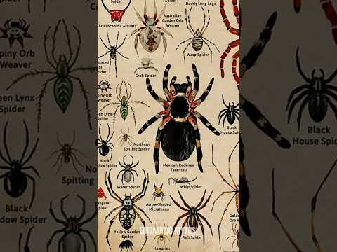 Types Of Spiders | Water Spider | Part- 6 #shorts #spider #scary