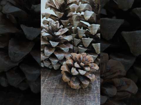 Chuta (Pine Cones) चीड़ के पेड़ #pinecones #tree #himalayas #forest
