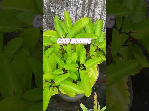 Morning vibes #shorts #nature #youtube #trending #viral #goodvibes #naturelovers  #reels