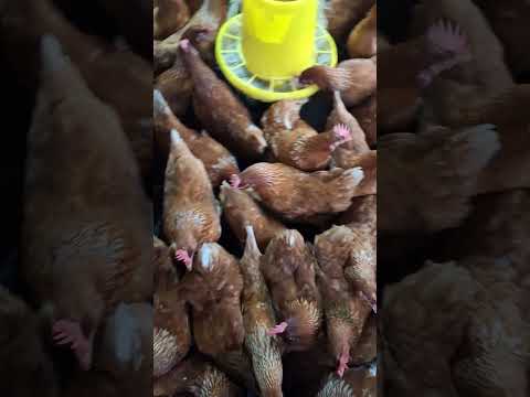 350 layers birds|| 7 months old and laying 11 trays a day|| 96% egg production