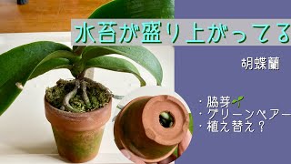 2024年5月30日　胡蝶蘭《鉢の中が根っこでいっぱいになった株》　植え替え？鉢増し？　水苔の状態を見て判断する　鉢増し→水苔を外さないでひと回り大きな鉢に植える事　乾かしぎみの管理グリーンベアー