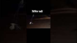 विचित्र पक्षी #viralvideo #wildlife #buget2024 #birds