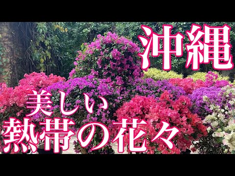 美しい花々に癒されます／沖縄海洋博公園「熱帯ドリームセンター」