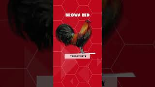 Brown Red 🐔🐔🐔Characteristic: VersatilityFighting Style: Versatile fighters with a balance of traits.
