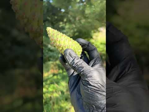 Making a Pine Cone Flavored Cake & Pine Wood Cake Stand #woodworking #baking #foraging