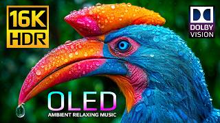Ultimate Massive OLED Display Test Video 🌿 16K HDR 120fps Dolby Vision (4K • 8K Ultra HD TV)