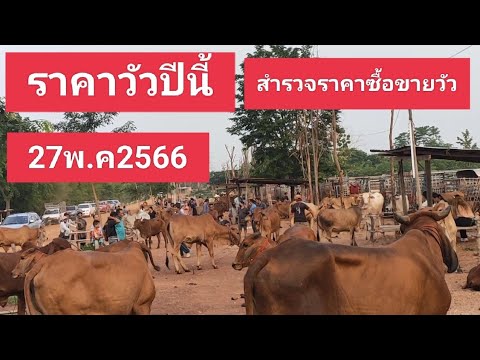 ราคาวัวปีนี้ พ.ค2566 - อาชีพสร้างรายได้channel