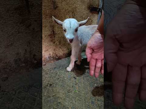 Tiny Goat | Hand vs Goat #shorts #indian #desi #village