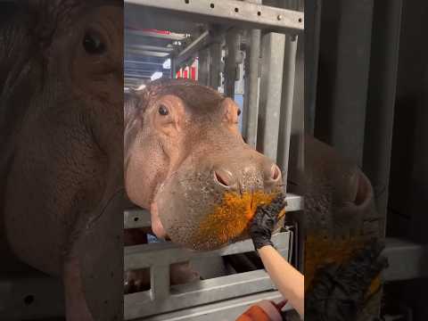 Happy Hippo