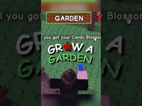 how to get CANDY BLOSSOM in grow a garden 🌱🎉✨