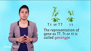 Heredity and Evolution - Understanding Basic Terminology | Mendel's experiment