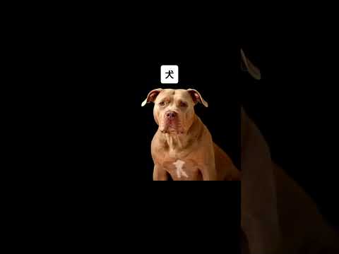 動物の首がなかったら #shorts #wisdom