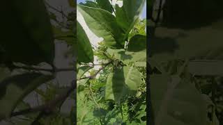 omnmo shivaye #shortvideo
