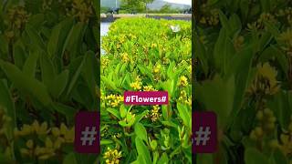 Where flowers bloom, so does hope.🌼#flowers #shorts #patnalikes #ytshorts #youtubeshorts #travel