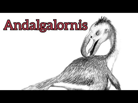 Todo sobre Andalgalornis steulleti