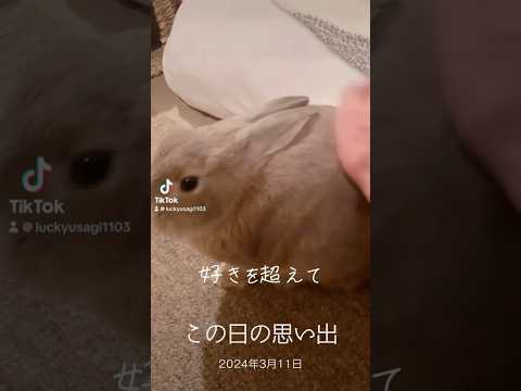 1年前の愛兎ラッキー　今でも大事な我が子です　TikTokから #うさぎ #rabbit