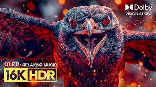 Masterpiece 16K HDR OLED Display Test | Dolby Vision 120FPS | Stress Relief Music | 8K/4K TV